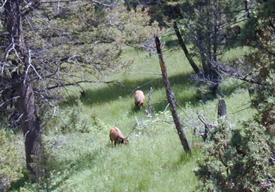 Oh deer